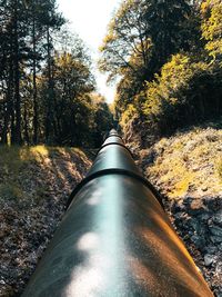 Empty road amidst trees in forest