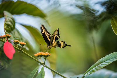 Close-up of butterfly pollinating on flower