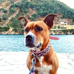 Close-up portrait of dog