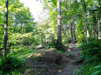 Dirt road amidst trees in forest