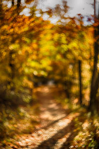 Trees along road