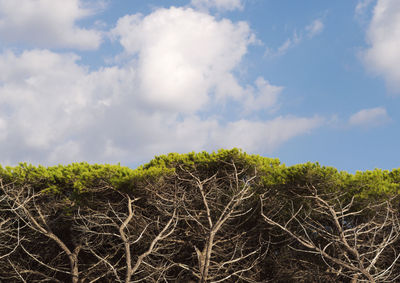 Low angle view of trees on field against sky