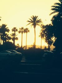 Palm trees at sunset