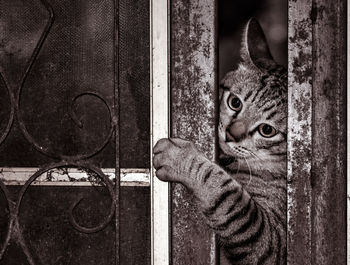 Close-up portrait of a cat