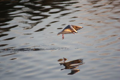 Birds flying over water