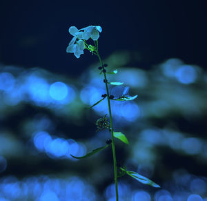 Close-up of purple flowering plant