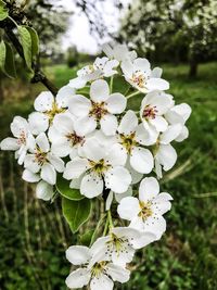 Close-up of white cherry blossom tree