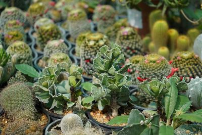 Close-up of succulent plant growing on field