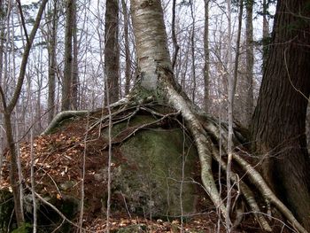Bare trees in forest