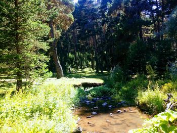 Plants and trees in forest