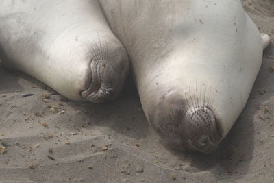 High angle view of elephant seals sleeping at sandy beach