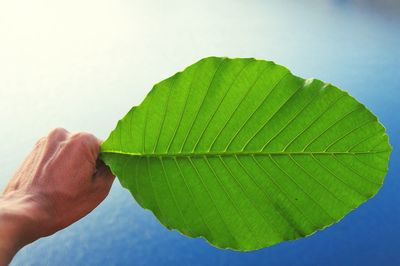 Close-up of hand holding leaf over water against white background