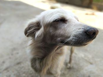 Close-up of dog looking away