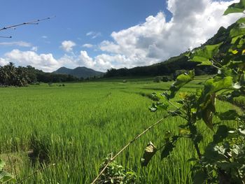 Scenic view of agricultural field against sky