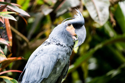 Probosciger aterrimus, one of the most unique cacatua birds from indonesia