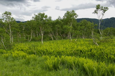 Scenic view of trees on field against sky