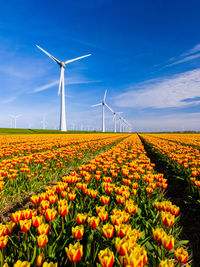 Scenic view of sunflower field against sky