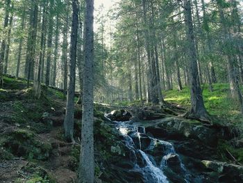 Stream flowing through trees in forest