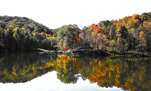 Reflection of trees in calm lake