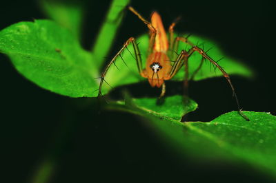 Close-up of insect on leaf