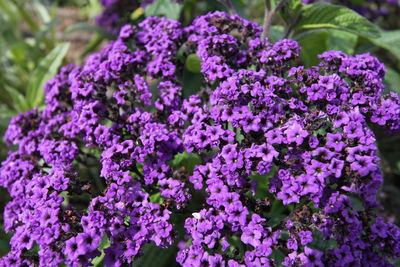 Close-up of purple flowers blooming outdoors