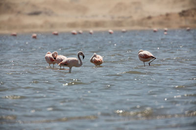 View of ducks in lake