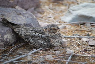 Close-up of a bird on rock