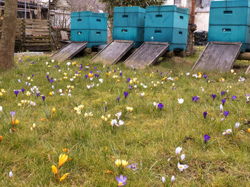 Close-up of crocus flowers growing in field