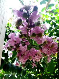 Close-up of pink flowering plant