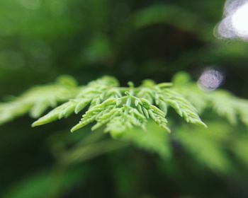 Close-up of fresh green plant