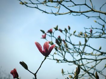 Low angle view of pink flower against sky