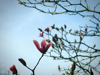 Low angle view of pink flower against sky