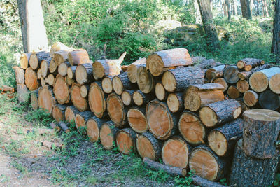 Stack of logs in forest