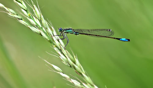 Close-up of dragonfly on wheat plant
