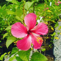 Close-up of pink flowers