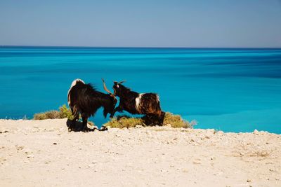 Goats on cliff against blue sea on sunny day