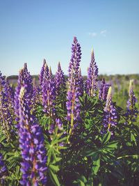 Close-up of purple flowering plants on field against clear sky