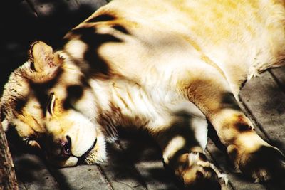 Close-up of cat sleeping