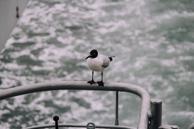 Close-up of bird perching outdoors