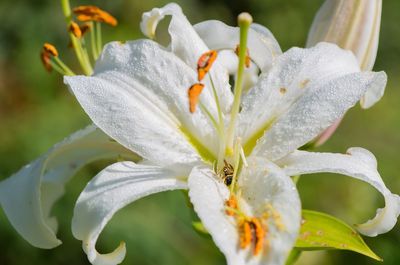 Close-up of wet day lily blooming outdoors