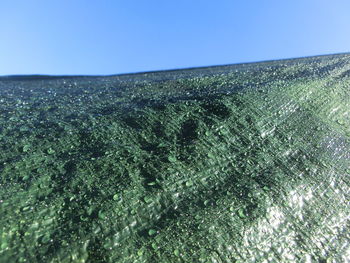 Low angle view of plants against clear blue sky