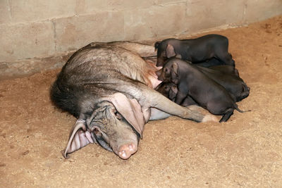 High angle view of horse sleeping