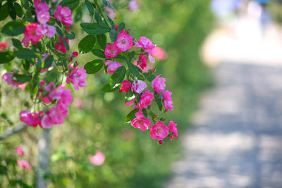 Close-up of pink flowering plant