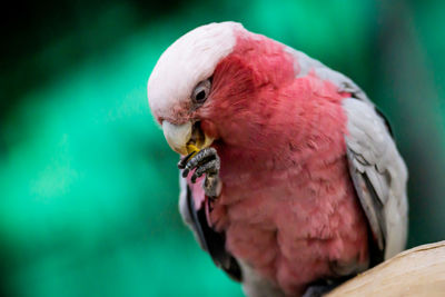 Close-up of parrot