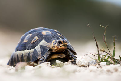 Close-up of a turtle