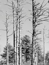 Low angle view of bare trees against sky