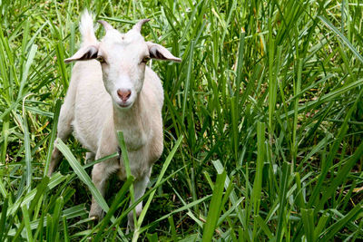 Rabbit on grassy field