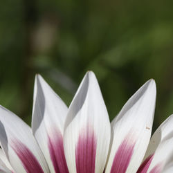 Close-up of white lotus
