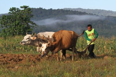 Farmer plowing farm with cows against mountains 