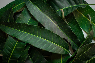 Full frame shot of leaves